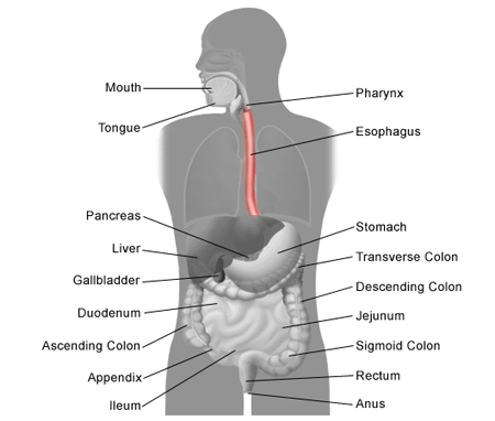 diagram parts esophagus wiring block diagram Throat Diagram diagram of esophagus colon wiring diagram online ileum diagram diagram parts esophagus